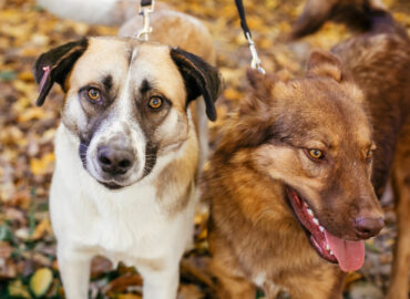 ENCANDER, Sokaktaki Canlara Umut Olan Türkiye’nin İlk Özel Statülü Hayvan Derneği