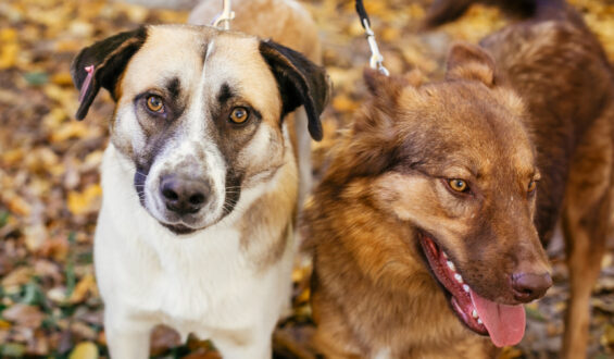 ENCANDER, Sokaktaki Canlara Umut Olan Türkiye’nin İlk Özel Statülü Hayvan Derneği