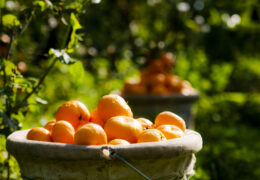Ege Bölgesi’nde Narenciye Rekoltesinde Düşüş İklim Krizinin Ağır Bedeli 