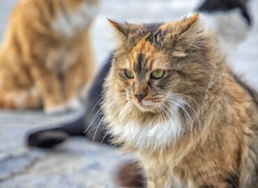Aç Kalan Sokak Hayvanları Saldırganlaşır