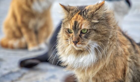 Aç Kalan Sokak Hayvanları Saldırganlaşır