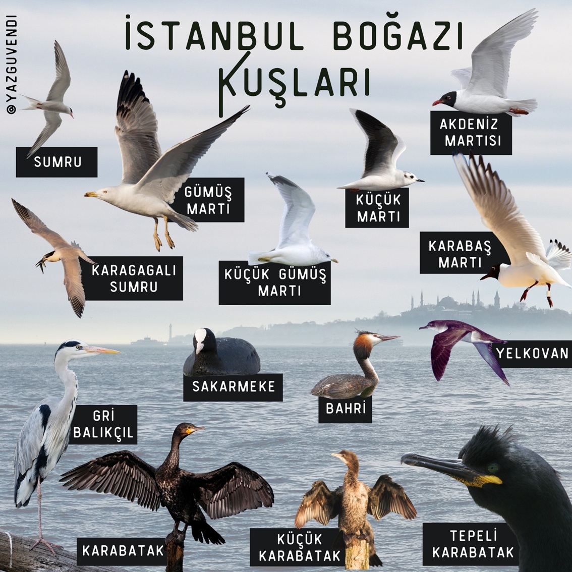 Borusan Contemporary’den Kuş Gözlemi ve Dijital Müzik Atölyesi